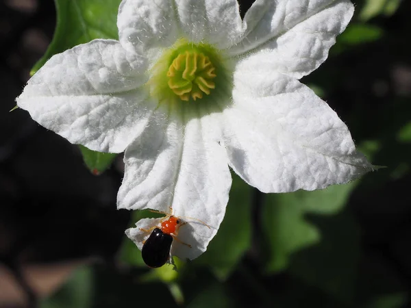 Turuncu böcek, kırmızı kabak yaprağı böceği, kabak böceği, havuç yaprağı böceği, sarı kabak böceği (Aulacophora indica) ısırır beyaz sarmaşık kabağı çiçeği, doğal arkaplan.