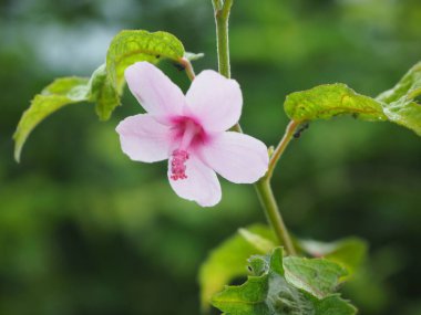 Sezar otu, Hibiscus Burr, Jute africain (Urena lobata) bahçede. Seçici odaklanma. Doğa bulanık arkaplan.