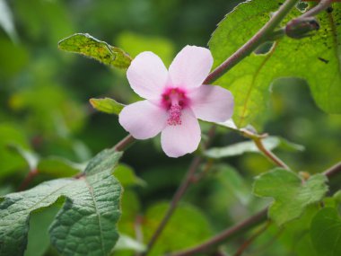 Sezar otu, Hibiscus Burr, Jute africain (Urena lobata) bahçede. Seçici odaklanma. Doğa bulanık arkaplan.