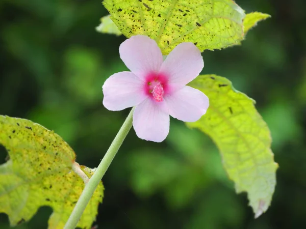 Sezar otu, Hibiscus Burr, Jute africain (Urena lobata) bahçede. Seçici odaklanma. Doğa bulanık arkaplan.