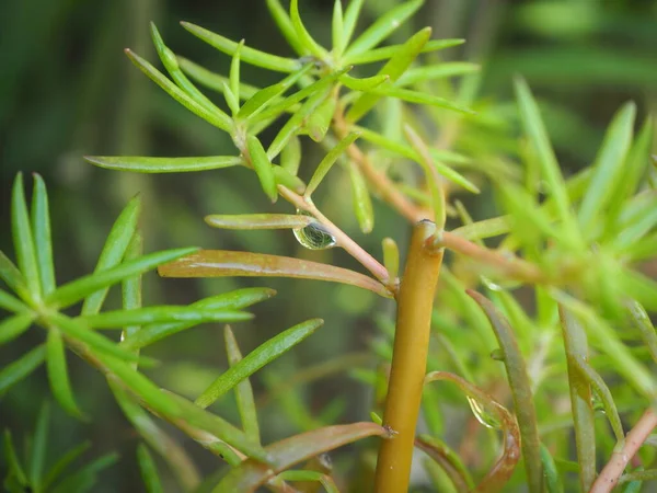 Bahçede Purslane, Little Hogweed, Pigweed, Pusley, Verdolaga (Portulaca oleracea).