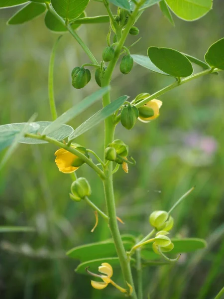 Bahçede foetid cassia, Sickle senna (Senna tora). Seçici odaklanma. Doğa bulanık arkaplan.