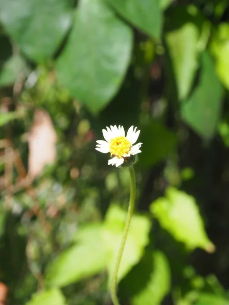 Bahçede palto düğmeleri, Meksika papatya çiçeği (Tridax procumbens). Seçici odaklanma. Doğa bulanık arkaplan.