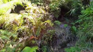 Şili 'deki bir parkta yürüyüş yolunda yürüyorum.