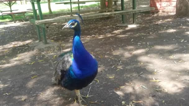 Um pavão azul macho num parque. Pavo cristatus. Peafowl comum indiano. Meia velocidade. — Vídeo de Stock