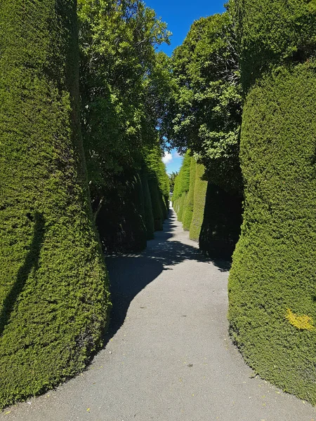 Passage Mit Großen Und Hohen Büschen Auf Einem Friedhof Punta — Stockfoto