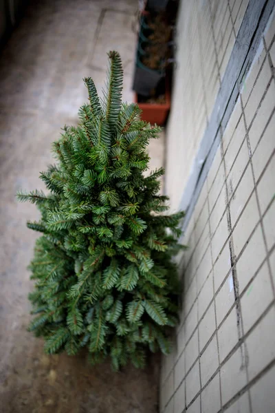 Er is een verse dennenboom op het balkon voor kerstversiering — Stockfoto