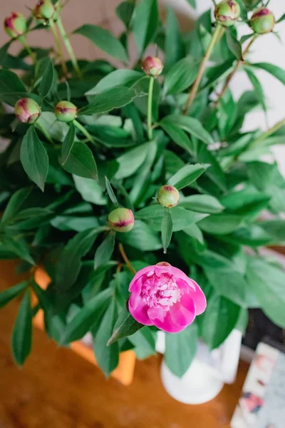 Bir Buket Taze Şakayık Tomurcuğu Pembe Bir Çiçek Kopyalama Alanı — Stok fotoğraf