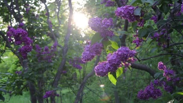 A branch of purple lilac flowers with green leaves swaying in the wind in the light of the suns rays. Beautiful flower in a park or garden. Spring concept. Selective focus — Video Stock