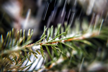 çöp çam dalı, yakın plan..