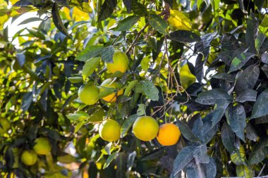 Portakallar ve mandalinalar hindinin içinde bir ağaçta.