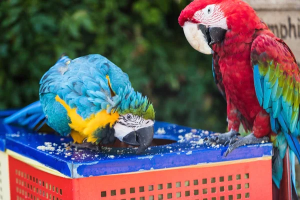 Dos loros guacamayos comen comida —  Fotos de Stock