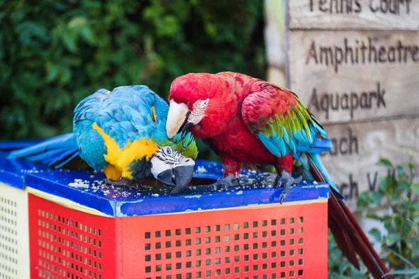 Два папуги їдять їжу — стокове фото
