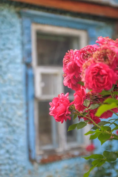 Rosa-rojo escalada rosa sobre el fondo de un viejo edificio de piedra azul con ventanas Fotos De Stock Sin Royalties Gratis