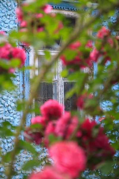 粉红相间的攀爬是在一座有窗户的蓝色旧石楼的后面升起的 图库照片