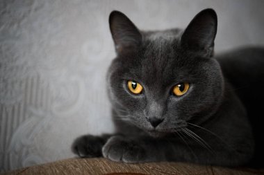 portrait of a British gray cat, close-up, space copy.