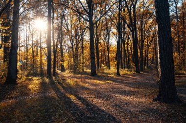 Autumn landscape beautiful colored trees in the forest, glowing in sunlight. wonderful picturesque background. color in nature. gorgeous view. Amazing nature landscape.