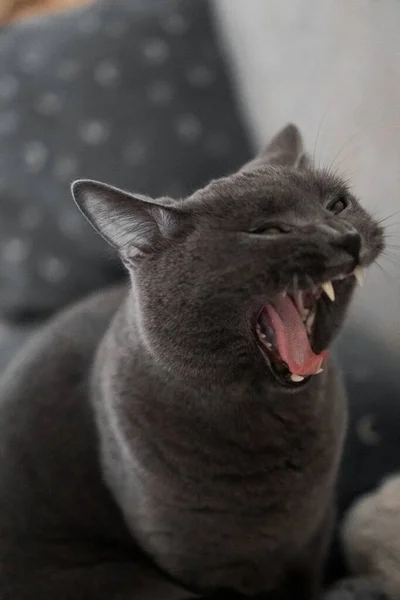 British Gray Cat Yawns Funny — Stock Fotó