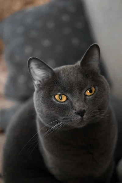 Portrait British Gray Cat Close Space Copy — Foto de Stock