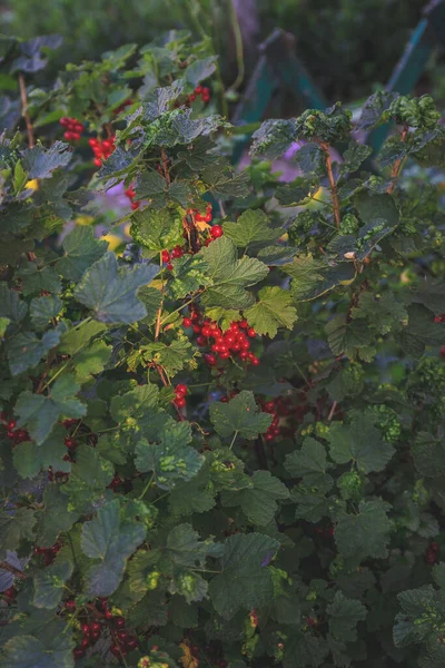 成熟的红醋栗枝条 生长在绿色背景的花园里 — 图库照片