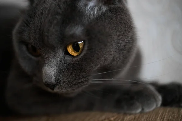 Portrait British Gray Cat Close Space Copy — Stockfoto