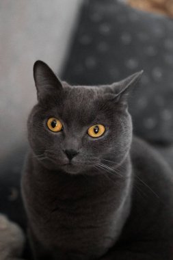 portrait of a British gray cat, close-up, space copy.