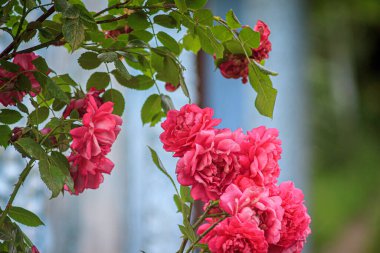 weaving beautiful red rose, close-up.