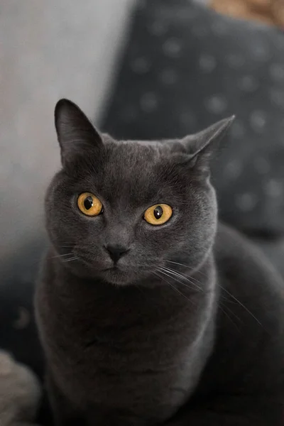 Πορτραίτο Μιας Βρετανικής Γκρίζας Γάτας Κοντινό Διαστημικό Αντίγραφο — Φωτογραφία Αρχείου