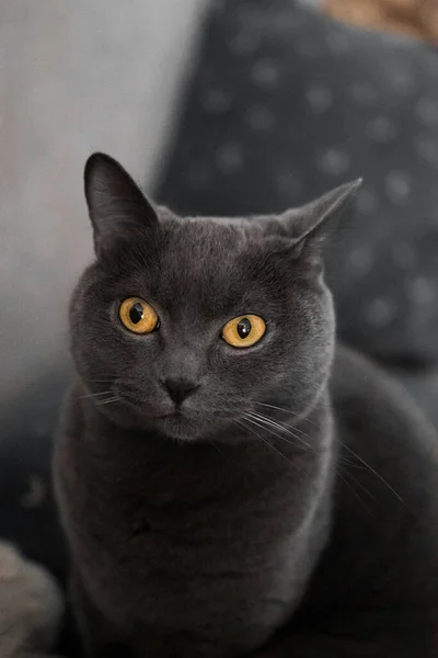 Portrait British Gray Cat Close Space Copy — Stok fotoğraf