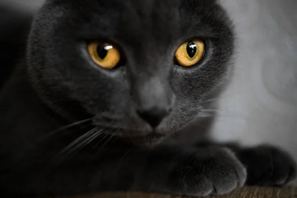 Portrait British Gray Cat Close Space Copy — Zdjęcie stockowe