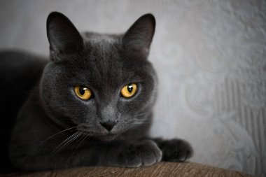 portrait of a British gray cat, close-up, space copy.