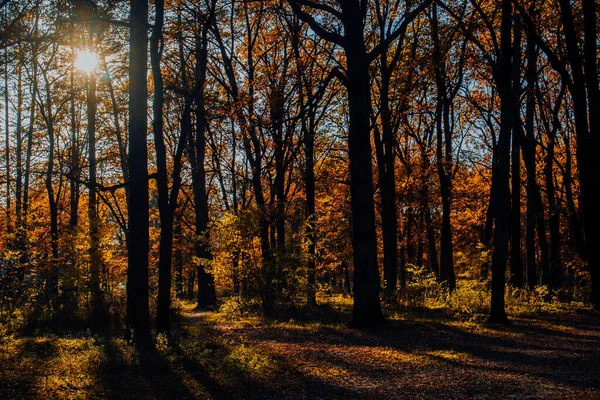 Autumn Landscape Beautiful Colored Trees Forest Glowing Sunlight Wonderful Picturesque — Foto de Stock