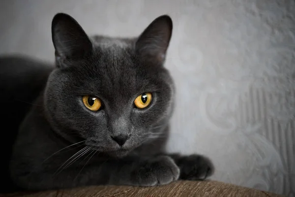 Portrait British Gray Cat Close Space Copy — Stockfoto