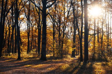 Autumn landscape beautiful colored trees in the forest, glowing in sunlight. wonderful picturesque background. color in nature. gorgeous view. Amazing nature landscape.