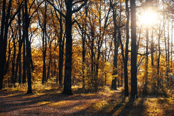 Autumn Landscape Beautiful Colored Trees Forest Glowing Sunlight Wonderful Picturesque — Stockfoto