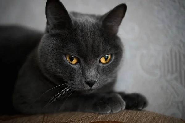 Portrait British Gray Cat Close Space Copy — 스톡 사진