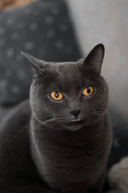 portrait of a British gray cat, close-up, space copy.