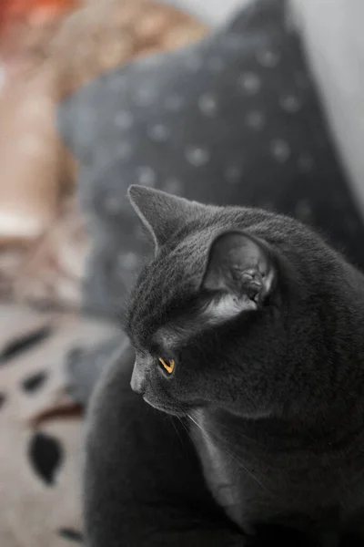 Portrait British Gray Cat Close Space Copy — Stockfoto