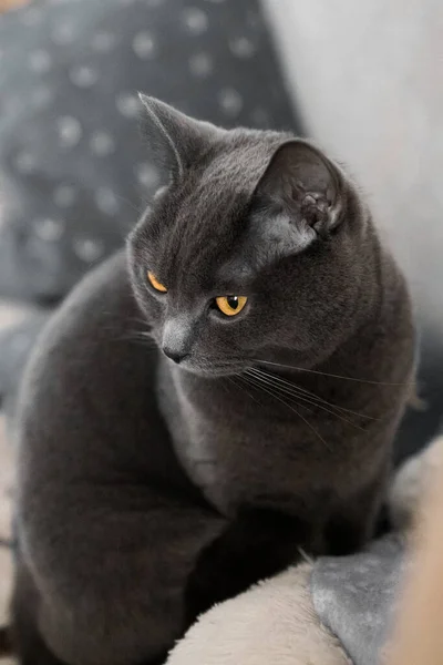 Portrait British Gray Cat Close Space Copy — Fotografia de Stock