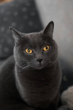 portrait of a British gray cat, close-up, space copy.