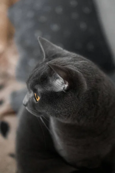 Portrait British Gray Cat Close Space Copy — Foto de Stock