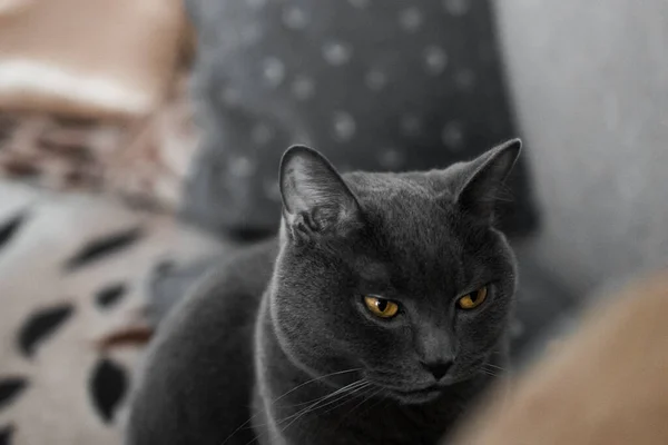 Portrait British Gray Cat Close Space Copy — Stock Photo, Image