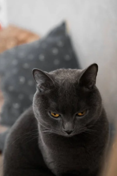 Portrait British Gray Cat Close Space Copy —  Fotos de Stock