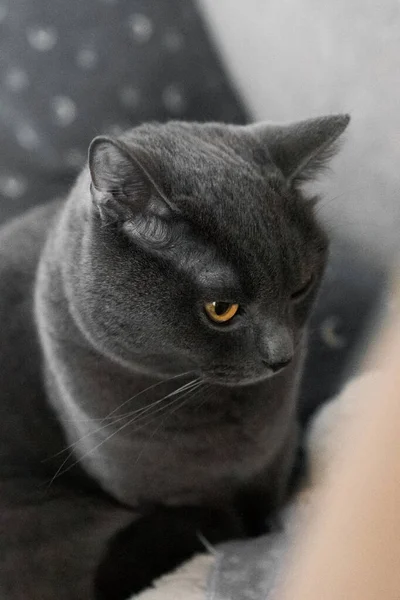 Portrait British Gray Cat Close Space Copy — Fotografia de Stock