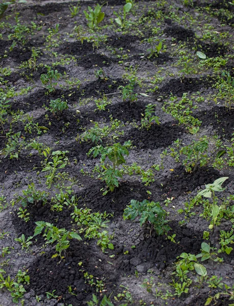 Rijen Moestuin Met Verse Zaailingen — Stockfoto