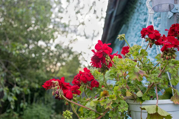 Fleur Rouge Pelargonium Dans Pot Fleurs Accroché Sur Mur Maison — Photo