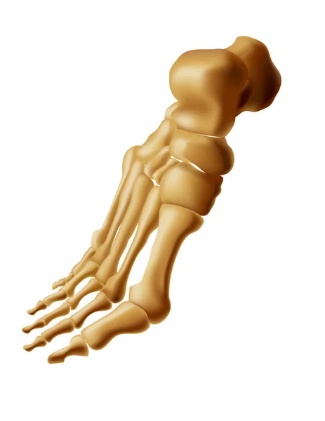 Anatomie réaliste des os des pieds du pas humain 3 Illustration vectorielle du squelette 4 vues — Image vectorielle