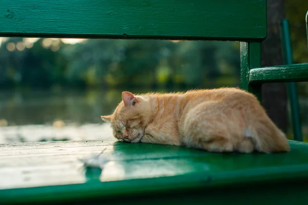 Köyde bir kedi yeşil bir bankta uyuyor. — Stok fotoğraf