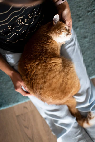 Gato afetuoso no colo da anfitriã — Fotografia de Stock