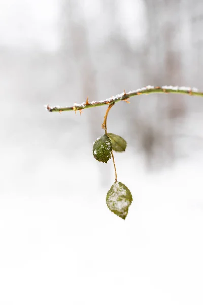 Leaf and branch in the forest in winter, covered with frost, snow, cold. — Stock Photo, Image